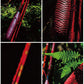 Carp Fishing Rod Super Light Fine Squid Super Hard Athletic Rod Very Fine 28 Tuning Taiwan High Carbon Fishing Rod 37 Hand Pole